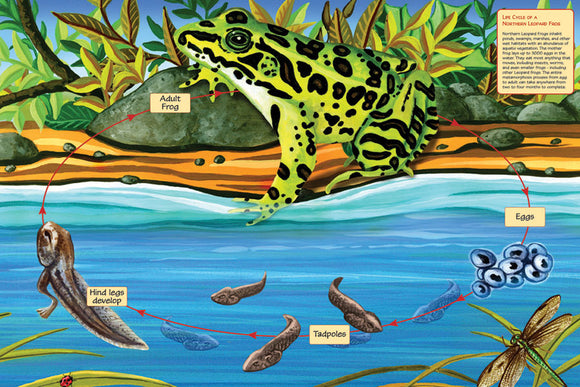 Cobble Hill - Floor Puzzles: Lifecycle of a Northern Leopard Frog